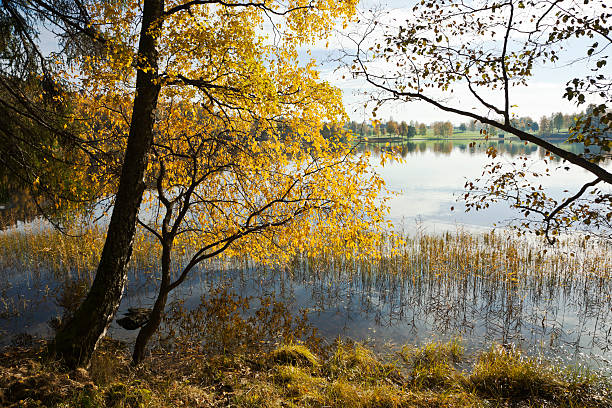 istock Yellow birch trees by a quiet lake in fall. 519094457