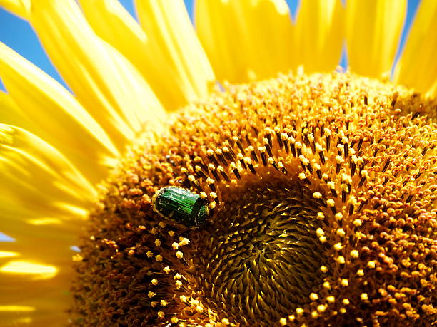 istock Sunflower_Citrus flower chafer 519094853