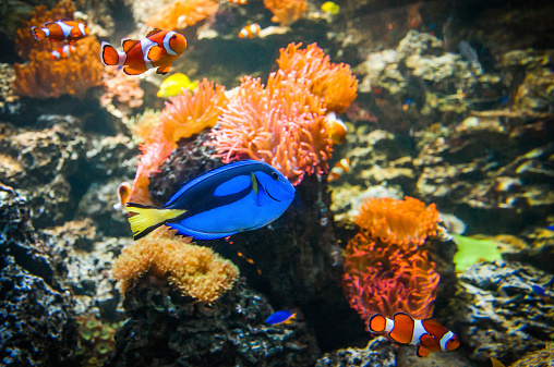 Clownfish and Blue Tang in the water with corals
