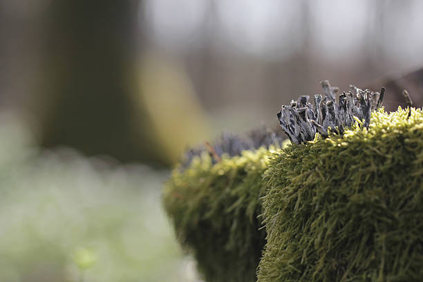 старинный грибы, xylaria hypoxylon - xylaria стоковые фото и изображения