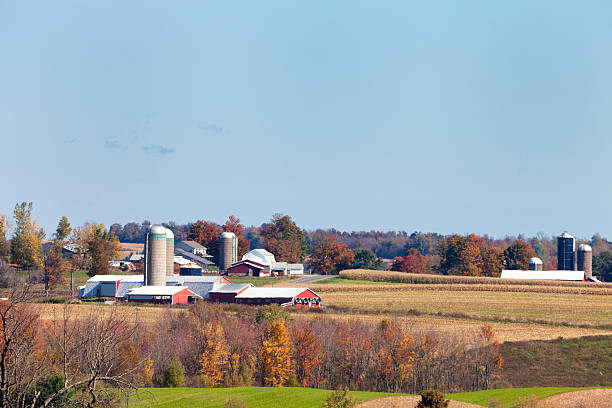 istock Three Farmsteads with fields of ripe and harvested corn 519106041