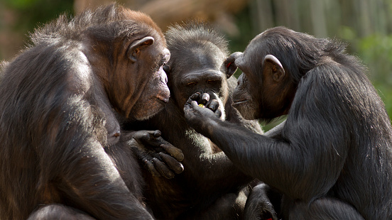 three chimpanzees sit in a group appearing to have a meeting