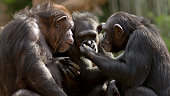 chimpanzees talk it over in committee