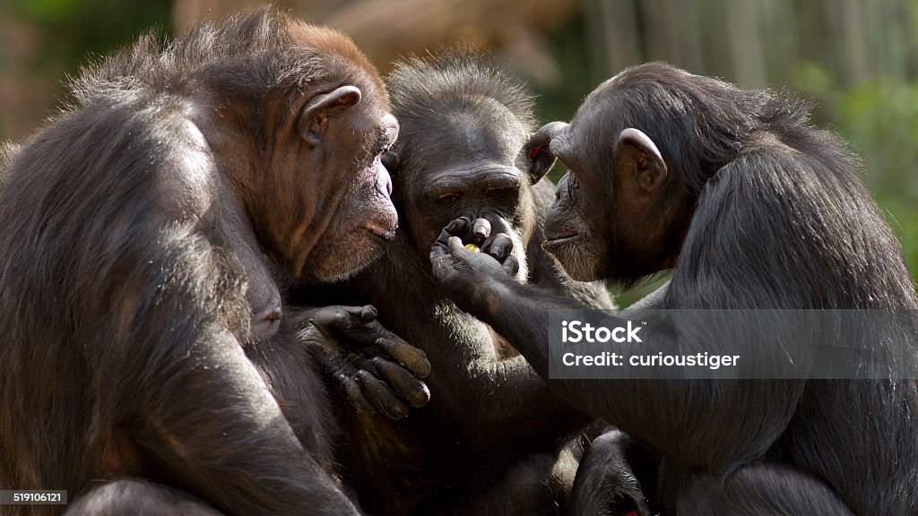 chimpanzees talk it over in committee three chimpanzees sit in a group appearing to have a meeting Chimpanzee Stock Photo