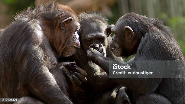Chimpanzees Talk It Over In Committee Stock Photo - Download Image Now - Chimpanzee, Ape, Talking