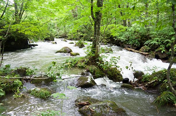 górski potok - stream day eastern usa falling water zdjęcia i obrazy z banku zdjęć