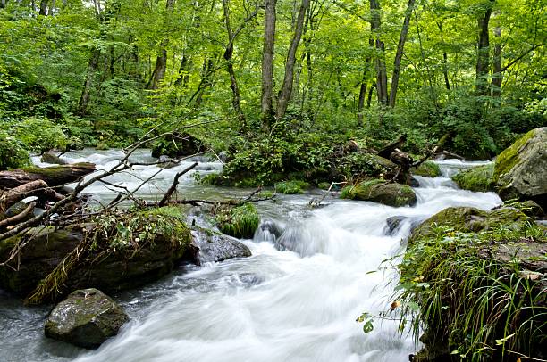 górski potok - stream day eastern usa falling water zdjęcia i obrazy z banku zdjęć