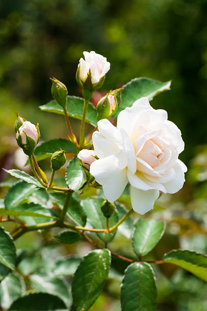 istock Historical white Rose, Prosperity, England 1919 519107239