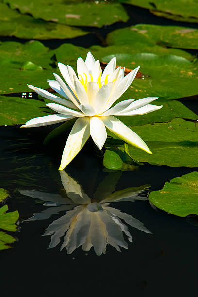 istock White water lily flowers 519108085