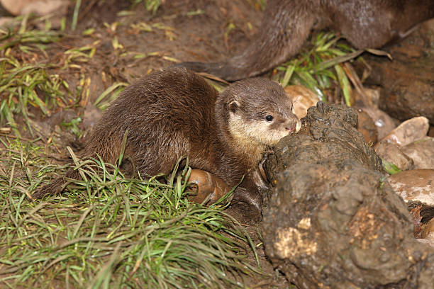 jovem oriental curta clawed lontra - oriental short clawed otter - fotografias e filmes do acervo