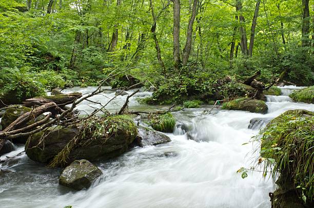 górski potok - stream day eastern usa falling water zdjęcia i obrazy z banku zdjęć