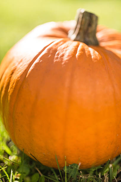 Lots of ripe orange pumpkins in the field. Top view, flat lay.