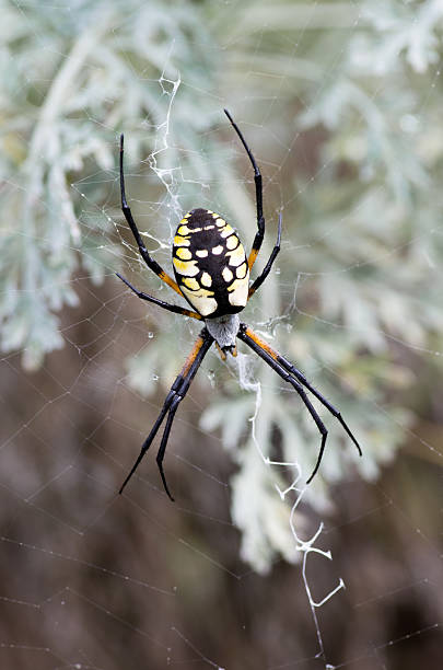 istock Yellow Garden Spider (Argiope aurantia) Hanging Head Down 519110875