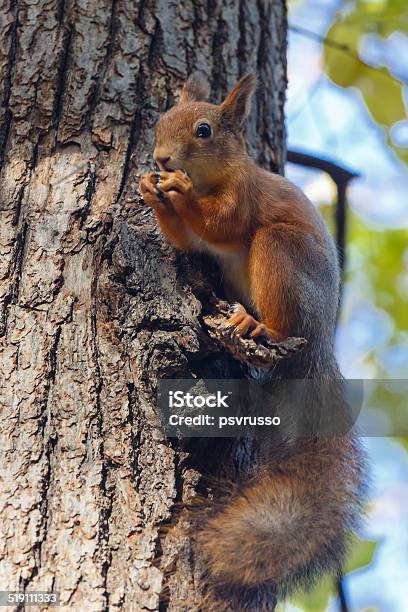 Squirrel Gnawing Nuts Stock Photo - Download Image Now - Animal, Animal Hair, Animal Wildlife - iStock Squirrel Gnawing Nuts Stock Photo - Download Image Now - Animal, Animal Hair, Animal Wildlife - iStock
