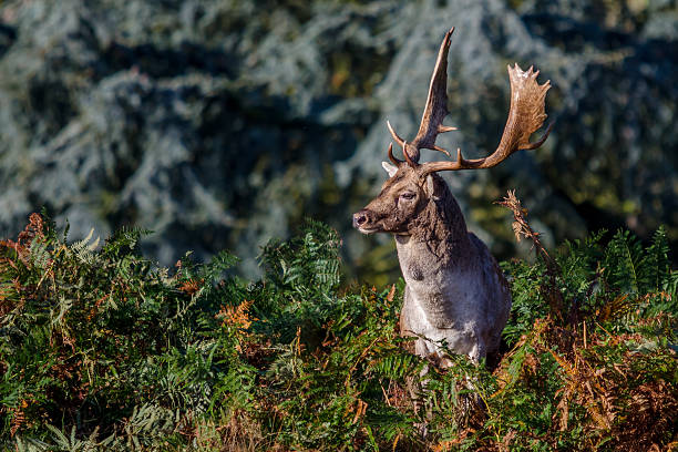 Fallow Deer Stag stock photo