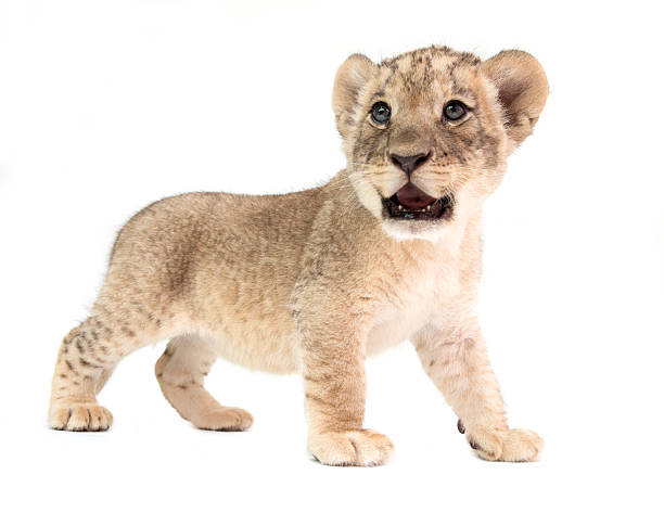 istock baby lion isolated on white background 519118800
