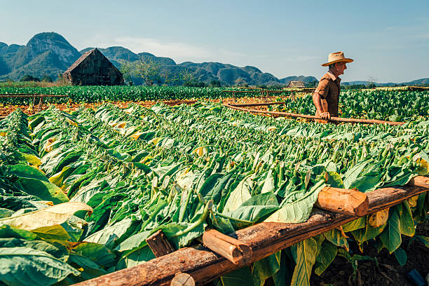 cubano agricoltore in una piantagione di tabacco - editorial horizontal farmer occupation foto e immagini stock