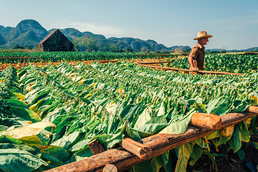 Viñales, Pinar del Rio Province, Cuba  - March 21, 2015: Cuban farmer at a tobacco plantation in Pinar del Rio province, Cuba. Worker with hat picks and dries tobacco leaves for cigar making. Valle de Viñales was declared a UNESCO World Heritage Site in 1999.