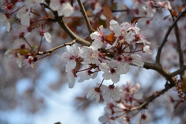 istock Flowers of Japanese Sakura Cherry 519120314