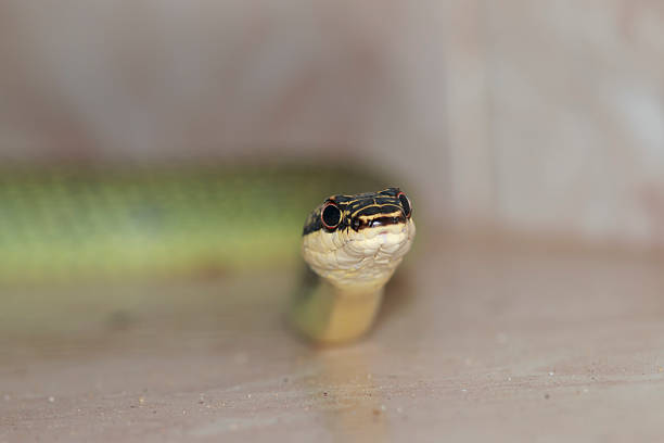 istock The venom green snake is eating gecko 519121184