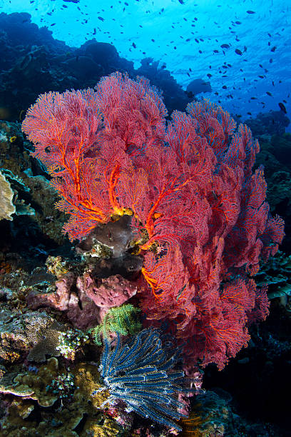 istock Sea Fan at Bunaken reef 519121574