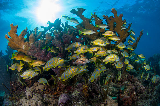 Grunts and snappers with elkhorn coral A mixed school of grunts and snappers huddles under the outstretched arms of an elkhorn coral, Florida Keys. grunt fish photos stock pictures, royalty-free photos & images