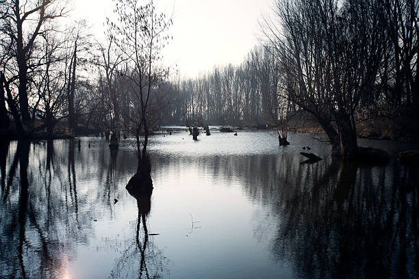 pântanos no outono. fresco escuro lago na floresta virgem. - spooky horror nostalgia autumn - fotografias e filmes do acervo