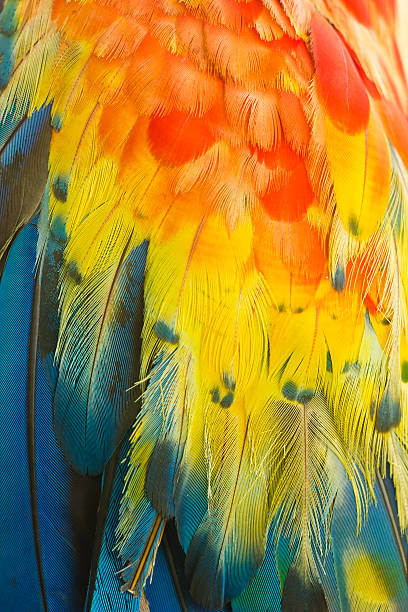 istock macro of colored parrot ara wing 519123040