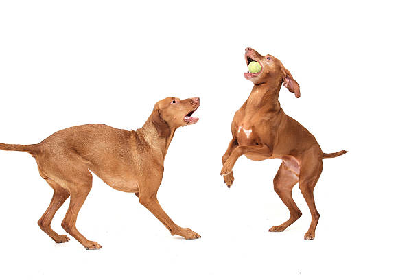istock Vizsla's at Play 519124460
