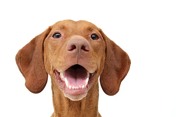 Smiling Vizsla, happy dog