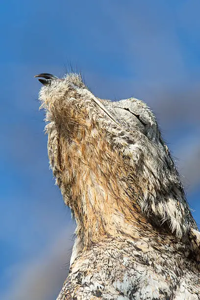 A Great potoo (Nyctibius grandis) close up of upper body and head against a blue sky, and blurred background, Pantanal, Brazil