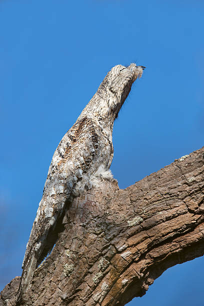 Great Potoo roosting on a tree stock photo