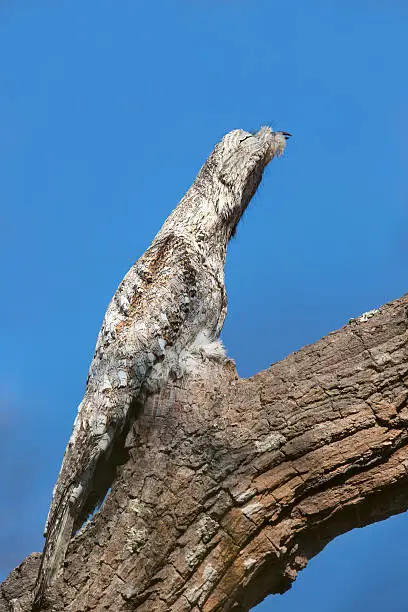 A Great potoo (Nyctibius grandis) roosting in daytime on a tree branch, against a clear blue sky, Pantanal, Brazil