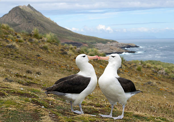 istock Pair of black browed albatrosses 519126260
