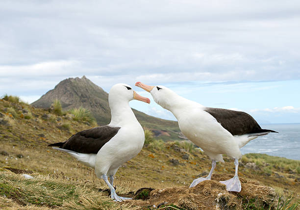 istock Pair of black browed albatrosses 519126336