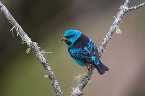A male Blue Dacnis (Dacnis cayana) perched on a lichen covered branch, Atlantic rainforest, Brazil