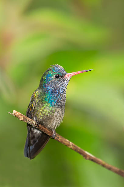 istock White chinned Sapphire perched on a twig 519126396