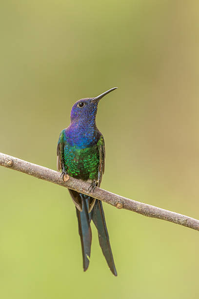 Swallow tailed Hummingbird perched on twig stock photo