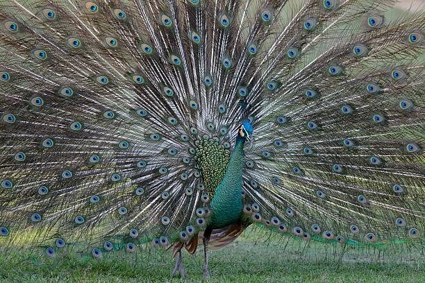 istock male Green Peafowl (Pavo muticus) 519126812