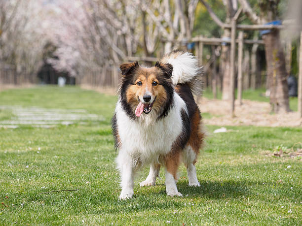 istock Purebred Shetland Sheepdog outdoors on grass meadow 519127458