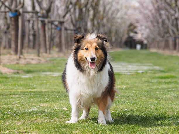istock Purebred Shetland Sheepdog outdoors on grass meadow 519127572