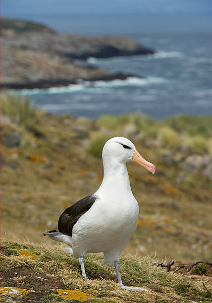 black-browed albatross - falkland islands stock-fotos und bilder