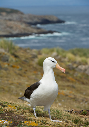 Black browed albatross standing close to nest, with sea bay and cliffs in background, South Georgia Island, Antarctica