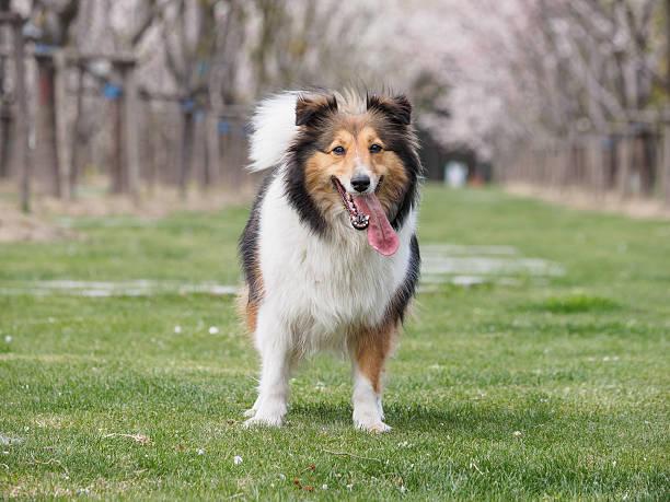 istock Purebred Shetland Sheepdog outdoors on grass meadow 519127754
