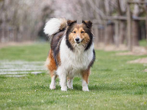istock Purebred Shetland Sheepdog outdoors on grass meadow 519127946