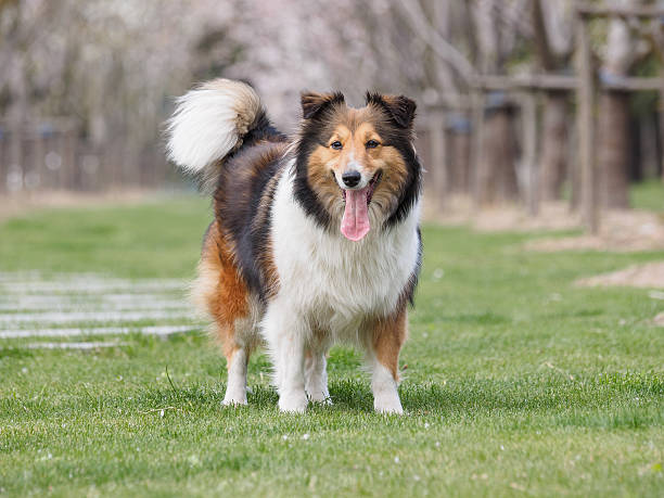 istock Purebred Shetland Sheepdog outdoors on grass meadow 519128022