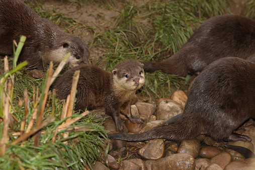 A family of Oriental Short Clawed Otters