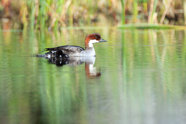 istock Mergus albellus, Mergellus albellus, Smew 519128225