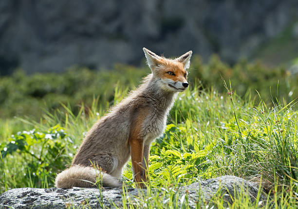 istock Red fox sitting in grass, curious,  Slovakia, Europe 519128354