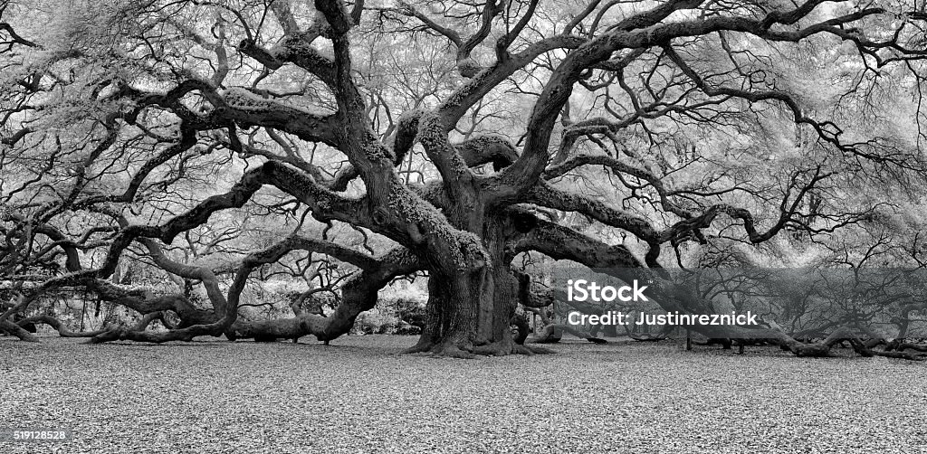 Angel Oak Black and White An infrared image of Angel Oak in Charleston, South Carolina. Black And White Stock Photo